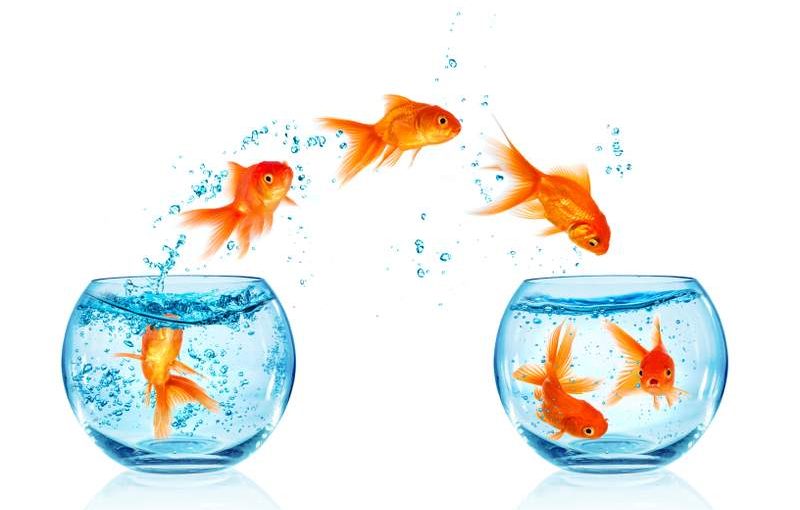 5+ Transfer Recommendation Letter Templates